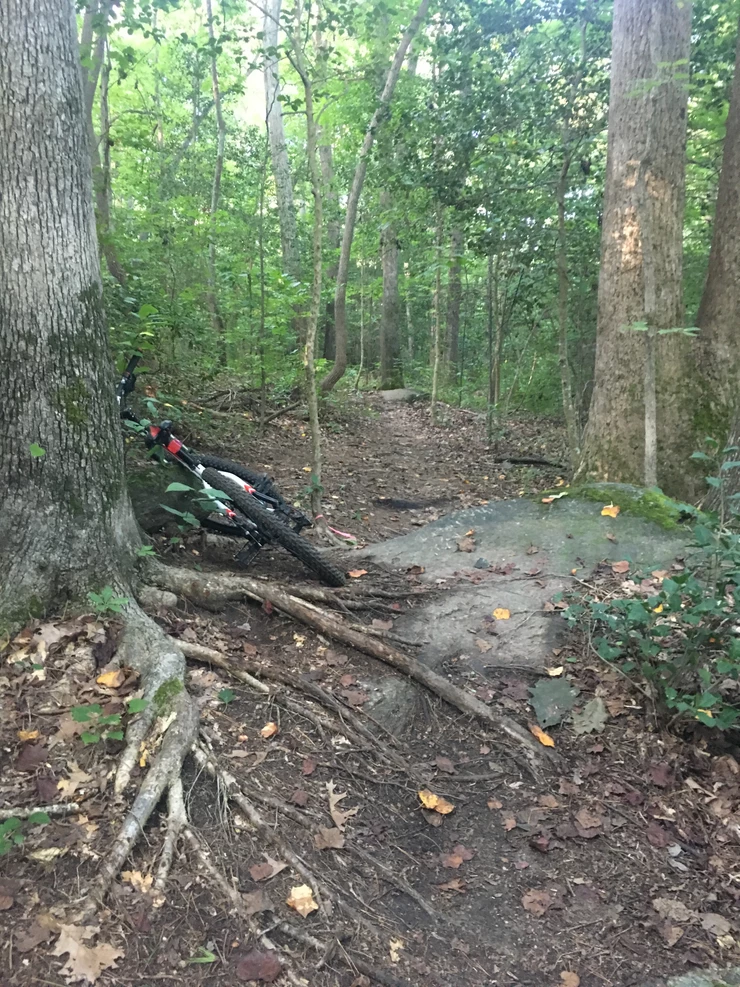 Bicycle Leaning Against Tree on Wooded Bike Path