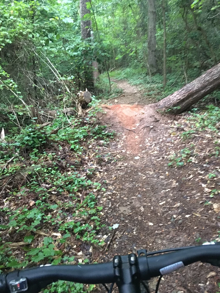 Wooded Trail Over the Handlebars of a Bicycle