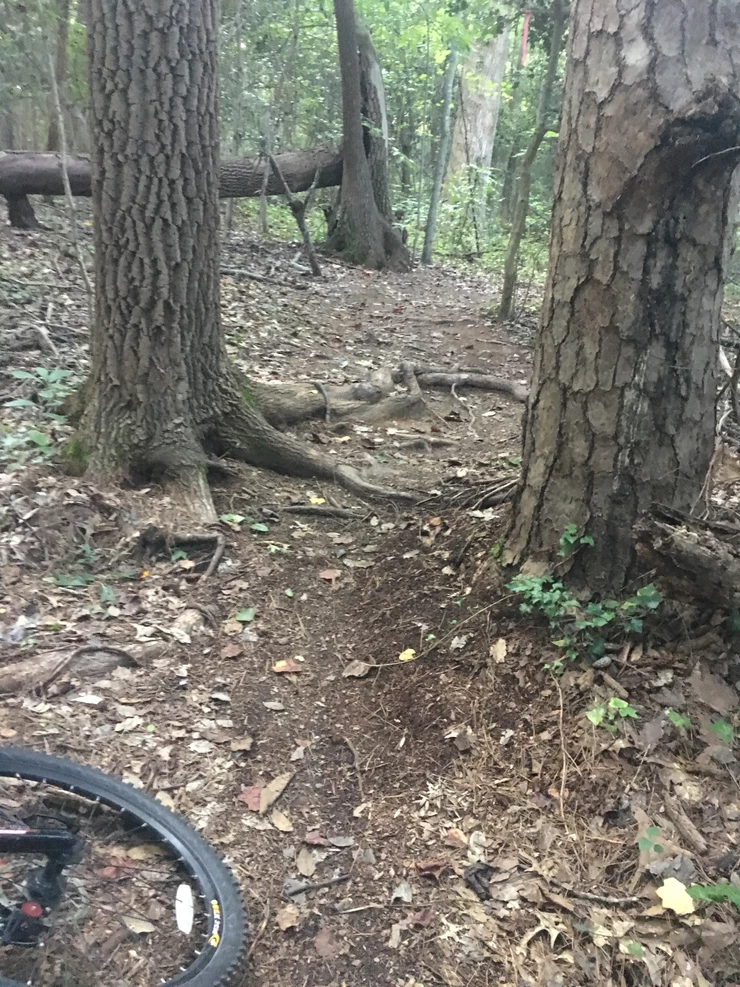 Not So Obvious Bike Trail in the Woods
