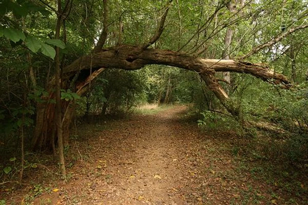 Tree Arching Over Path